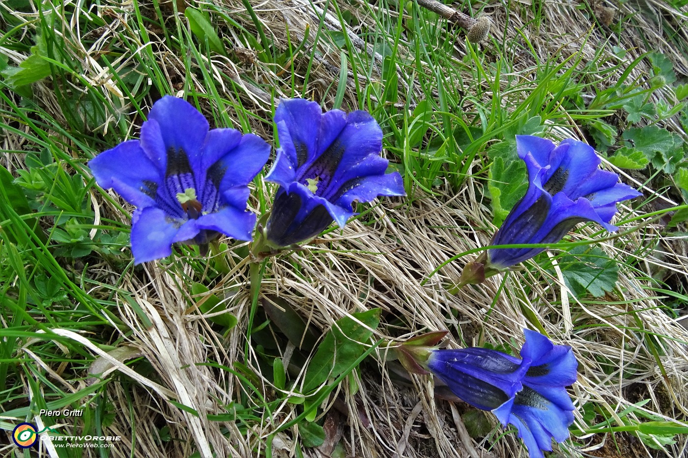 21 Genziana di Clusius (Gentiana Clusii).JPG